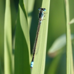Ischnura heterosticta