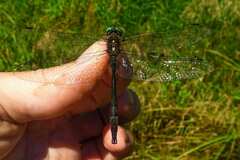 Somatochlora tenebrosa