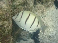Acanthurus triostegus