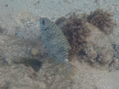 Siganus spinus