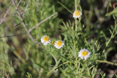 Minuria cunninghamii