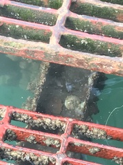 Trochita trochiformis