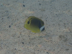 Chaetodon lunula