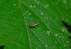 Campyloneura virgula
