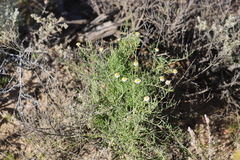 Minuria cunninghamii