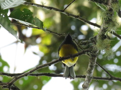 Myioborus miniatus
