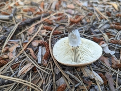 Lactarius barrowsii