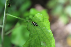 Disonycha trifasciata