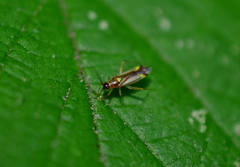 Campyloneura virgula