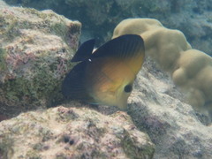 Zebrasoma scopas