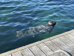 Phoca vitulina richardii