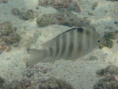 Abudefduf septemfasciatus