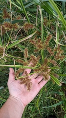 Cyperus odoratus
