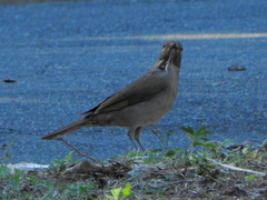 Turdus leucomelas