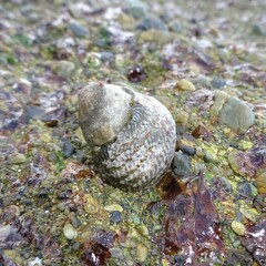 Austrocochlea porcata