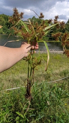 Cyperus odoratus