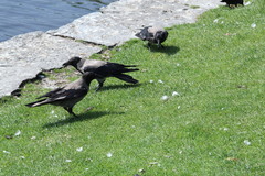 Corvus cornix
