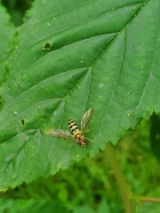 Meliscaeva cinctella image