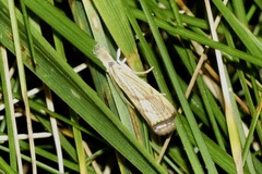 Agriphila
