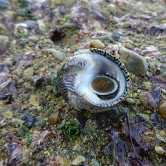 Austrocochlea porcata