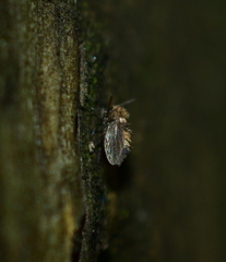 Psychodinae