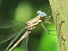 Archilestes californicus