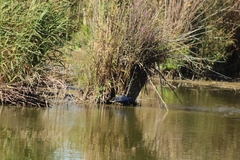 Porphyrio porphyrio