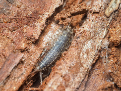 Ctenolepisma lineatum