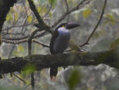 Andigena nigrirostris