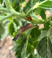 Chondrocera laticornis