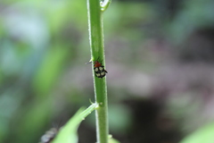 Disonycha trifasciata