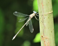Archilestes californicus