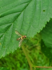 Meliscaeva cinctella image