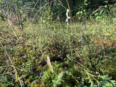 Spiranthes casei