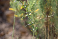 Hypericum linariifolium