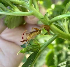 Chondrocera laticornis