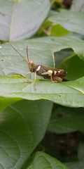 Apalacris varicornis