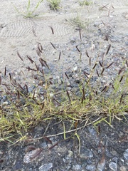 Bouteloua barbata