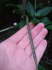 Centrosema arenicola