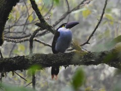 Andigena nigrirostris