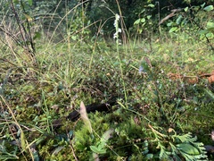 Spiranthes casei