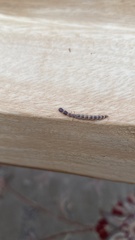 Pterygota