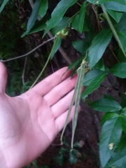 Centrosema arenicola