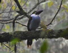 Andigena nigrirostris