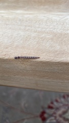 Pterygota