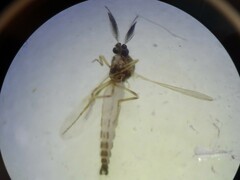 Chironomoidea