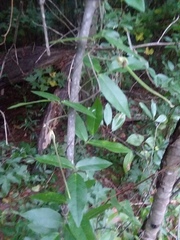 Centrosema arenicola