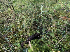 Spiranthes casei