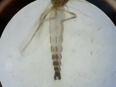 Chironomoidea