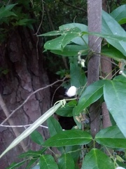 Centrosema arenicola